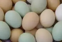 بيض1