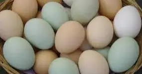 بيض1
